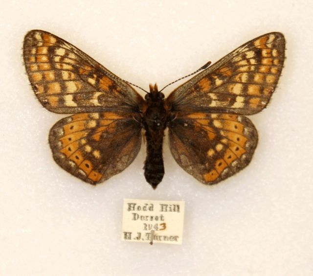 Marsh fritillary (aberration by h.j.turner - british butterfly) (Internet Image property of respective owner, non-commercial use only)